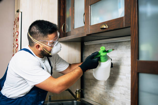 Best Affordable Pest Control Services  in Alb, IA