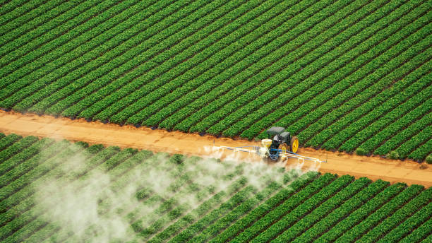 Best Pest Prevention Services  in Alb, IA